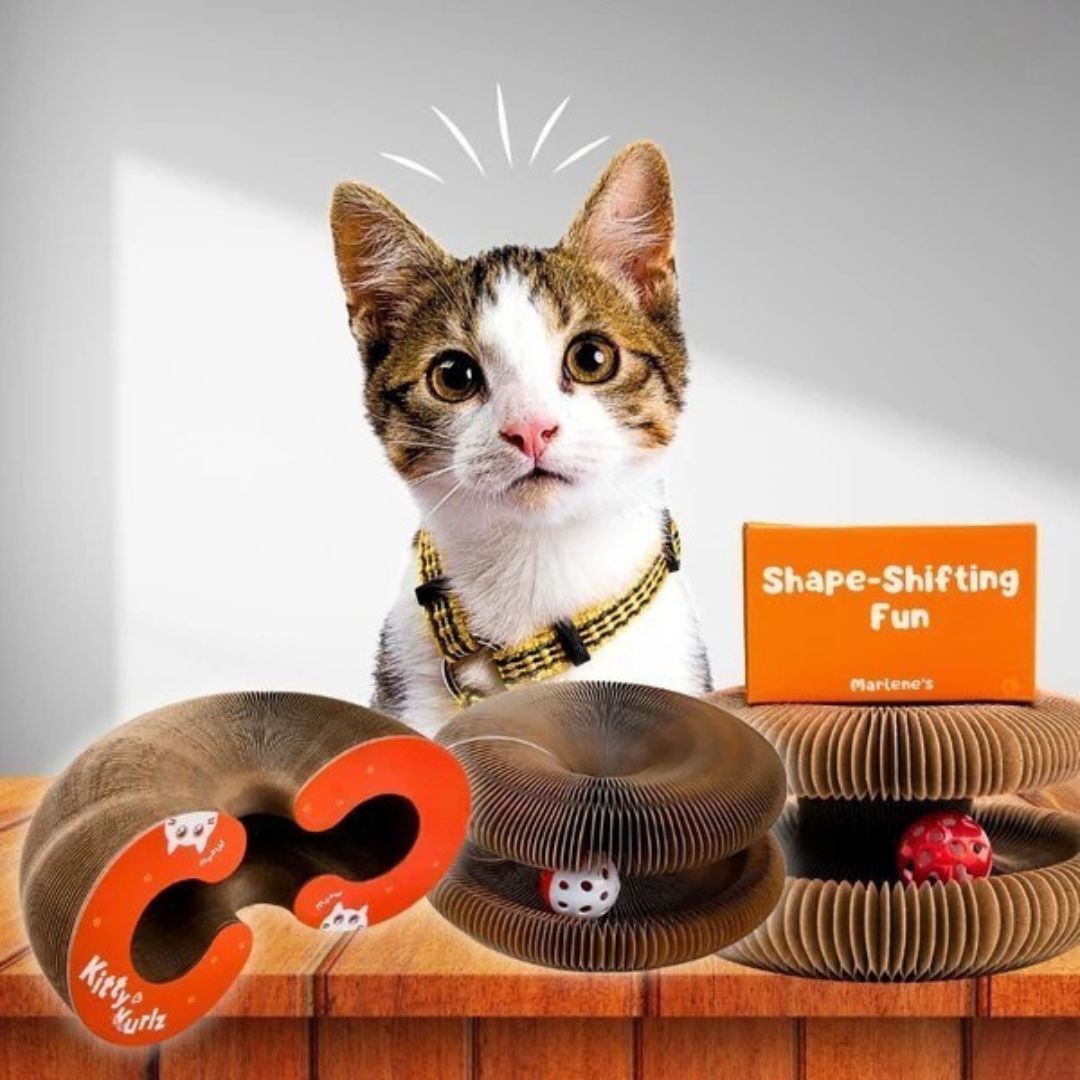 CurePet Resortes Interactivos - Juguete de Ejercicio Físico y Mental para Gatos